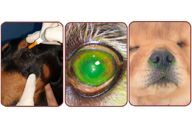 Testes com Fluoresceína (e demais corantes)